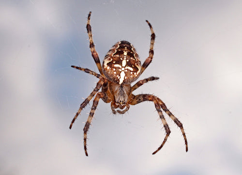 Stuttering Therapy Resources Blog Image Spider Desensitization