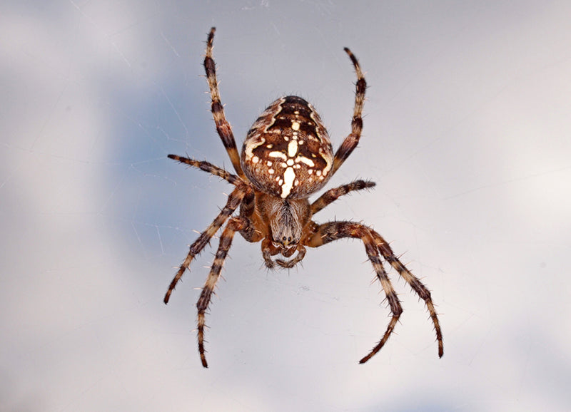 How can we help school-age children become desensitized to stuttering?